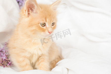可爱的姜黄色小猫和白色毯子上的粉红色花朵。