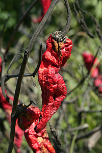 植物中的红辣椒，待干燥的过程