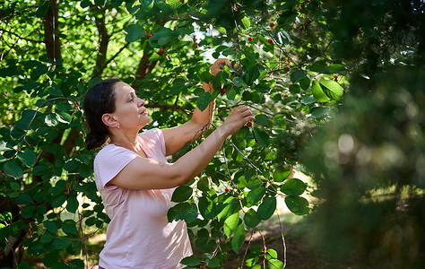 拉丁美洲妇女，生态农场工人站在梯子上，在生态果园里采摘成熟的樱桃浆果。