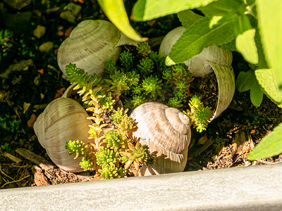 蜗牛壳摄影照片_生长在 Helix pomatia 收集的蜗牛壳中的石头作物