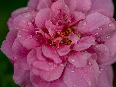 精美花卉花卉摄影照片_作为自然背景的精美 Claude Brasseur 玫瑰花粉和花瓣
