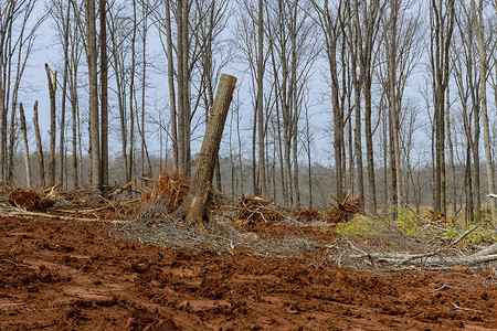 感觉树根在森林中被移除，为新建筑准备土地