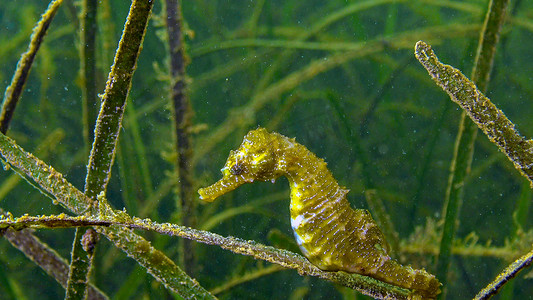 海草 Zostera 丛中的短吻海马 (Hippocampus hippocampus)。