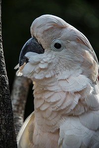 凤头鹦鹉坐在树上