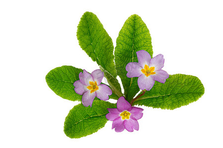 在白色查出的报春花或报春花紫色花。