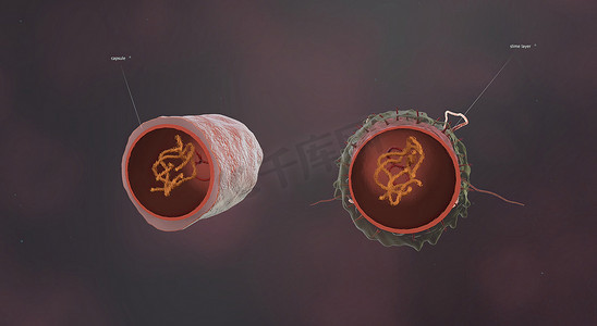 细菌是小型单细胞生物。