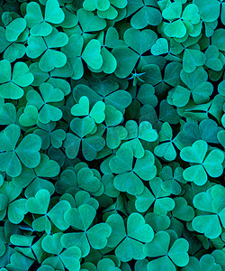 环保三叶草摄影照片_背景为圣帕特里克节的绿色三叶草叶。