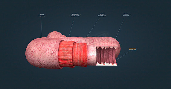 横柱状图摄影照片_人体肠道具有吸收消化产物的功能，并具有执行此功能的特殊结构。