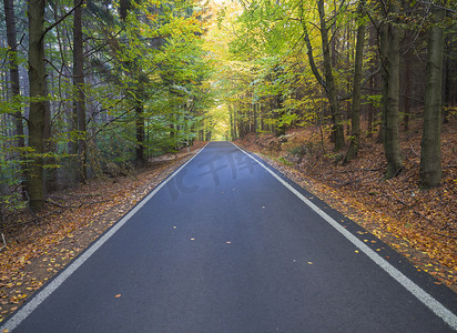 秋天，一条柏油路穿过五颜六色的落叶林，橡树和枫树的落叶，逐渐消失的视野