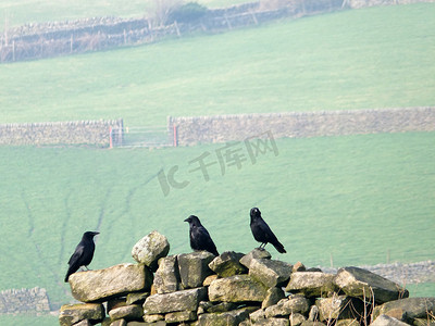 三只乌鸦栖息在一片古老的石墙上，远处有绿色的山坡草地和大门