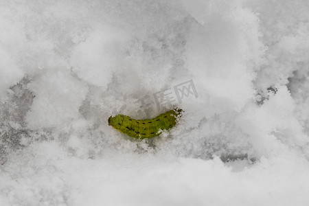 动物摔倒摄影照片_毛毛虫埋在雪中。
