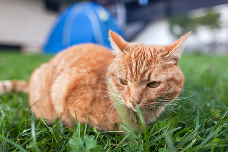 长着橙色眼睛的短毛猫红色虎斑猫蹲在新鲜的绿色草丛中。