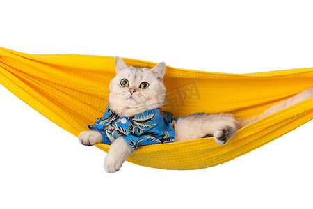 身穿蓝色衬衫的白猫躺在白色背景中突显的织物吊床上