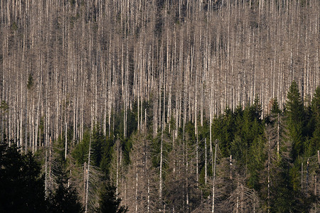 哈尔茨山被树皮甲虫吃掉的茂密枯树鸟瞰图