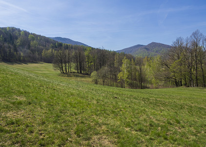 田园诗般的春山景观，郁郁葱葱的绿草，新鲜的落叶和云杉林，蓝天背景，复制空间，Jizerske hory，捷克共和国