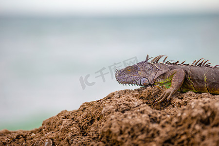 海鬣蜥在石滩上休息，望向远方