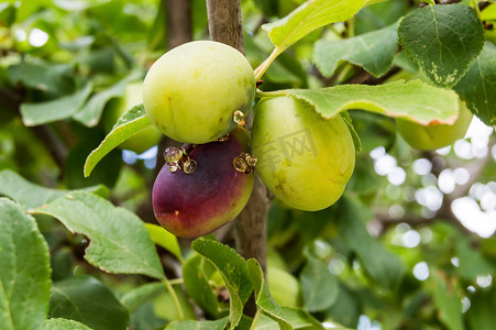 plum摄影照片_红色 Mirabelle Plum - Prunus domestica syriaca