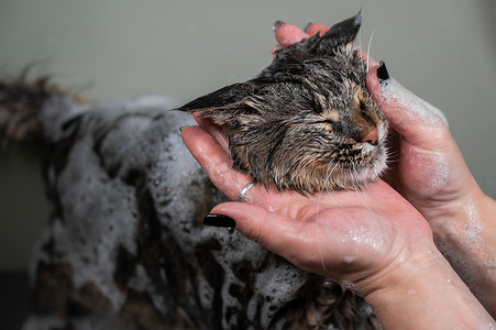 女人在美容院给一只虎斑灰猫洗头。