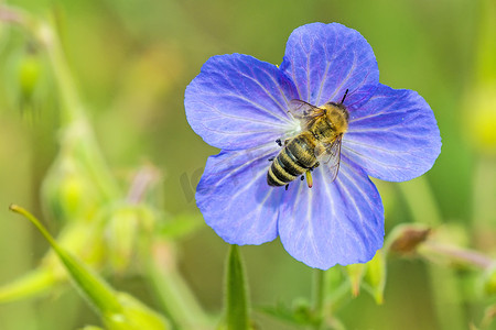 草地蜜蜂摄影照片_草甸天竺葵花上的蜜蜂