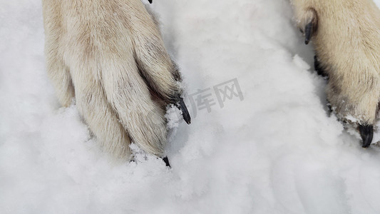 有狗德国牧羊犬的爪子的大爪子在冬日和白雪环绕。