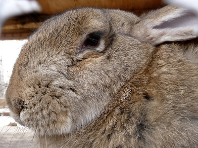 灰色大耳朵兔子摄影照片_大野兔