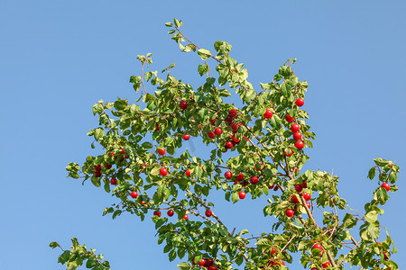 树枝上有红色的 Mirabelle Plum / Prune（Prunus domestica subsp. syriaca）果实，背景是蓝天。