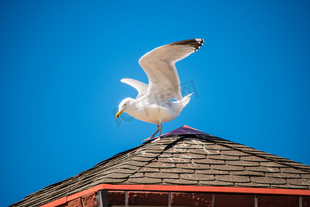 波兰波罗的海屋顶上的鲱鸥