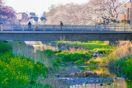 春野川（东京调布市）