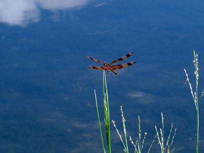 蝴蝶漂浮摄影照片_漂浮的蝴蝶