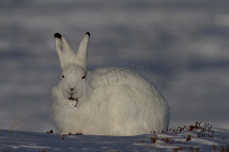 北极兔穿着冬衣，嚼着背景雪的柳枝