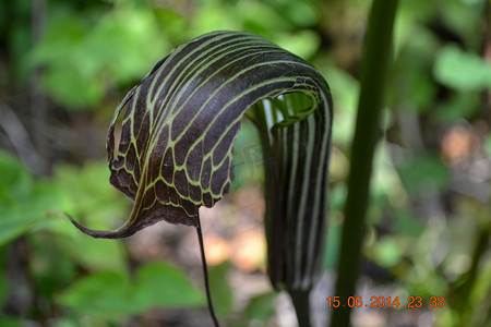 眼镜蛇百合，猪笼草在喜马拉雅也被称为 Darlingtonia californica。