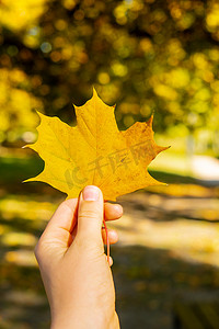 大气枫叶摄影照片_女人拿着秋天的秋天枫叶黄叶，紧挨着秋天的大自然。