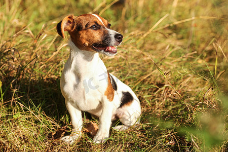年轻的杰克罗素梗犬坐在低矮的秋草中，侧视着，嘴巴张开，牙齿可见，午后的阳光照在她身上。