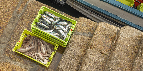 渔港摄影照片_西班牙 Malpica de Bergantiños 渔港新鲜捕捞的鱼