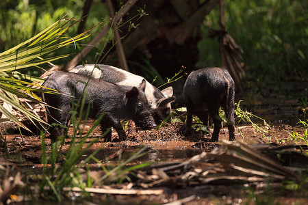 猪饲料摄影照片_婴儿野猪也称为野猪或 Sus scrofa 饲料