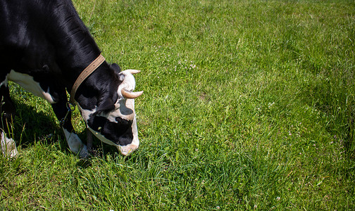 绿色的草地上站着一头白头黑牛。