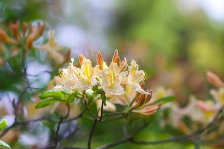 杜鹃摄影照片_植物园里的杜鹃花丛。