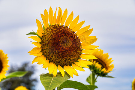 向日葵太阳摄影照片_真实美丽的黄色向日葵植物景观在农场