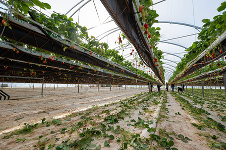 法国，吉伦特省，2022 年 5 月：法国西南部温室下种植的草莓