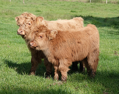 牛摄影照片_高地小牛双胞胎
