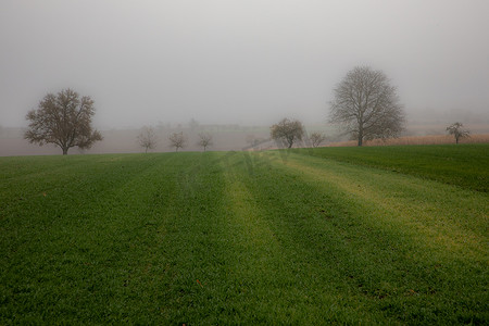 雾中的绿色田野和背景中的一些树木