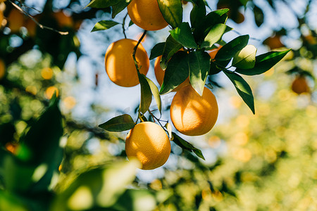 果园农场果园种植园树枝上挂着新鲜有机多汁的成熟橙子