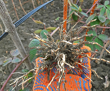 压条繁殖的黑莓植物的根