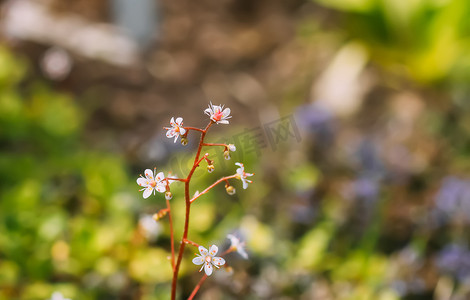 夏季花园中盛开的虎耳草 umbrosa 花。