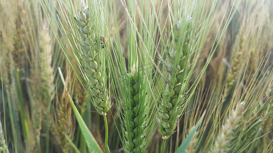 大麦田中大麦小穗或黑麦的特写视图。