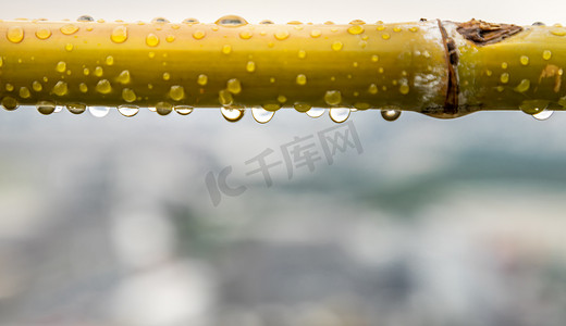 湿竹签上的雨水滴。