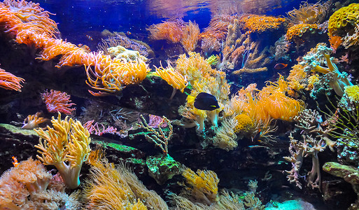 海洋水族馆中的珊瑚、海葵和热带鱼