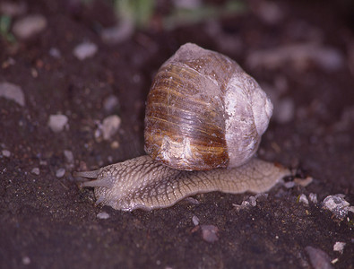 葡萄园蜗牛在交配期间与住房