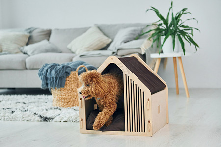 在现代家庭房间里，可爱的小贵宾犬带着宠物摊位。