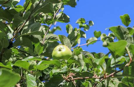 树枝上的青苹果准备好有选择地收获